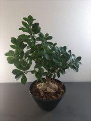 5] 斑入り ガジュマル 白斑 5号鉢 鉢底から全長約65cm 横幅約50cm