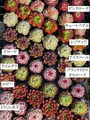 【54鉢の土鉢付きセット】9種類セット　多肉植物　佐川急便発送　エケベリア　韓国苗　T42