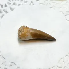 【E17448】プレシオサウルス 歯化石 Plesiosaurus tooth