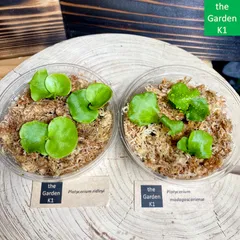 ビカクシダセット4種 エルサoc、ミスタースーダンocなど ビカクシダセット4種 エルサoc、ミスタースーダンocなど ビカクシダ