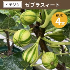 【専用】 イチジク穂木 イチジク ゼブラスィート 穂木 4本 - メルカリ