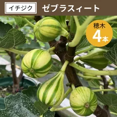 2026年最新】いちじく 穂木の人気アイテム - メルカリ