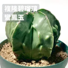 多肉植物 サボテン アストロフィツム 複隆碧瑠璃鸞鳳玉　ランポー玉　鉢ごと発送