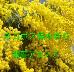 フレッシュミモザ　銀葉アカシア　ネコポスいっぱい入れます　保水有り　必ず5本以上保証します　入るだけ入れます　2 月〜3月発送予定　予約販売