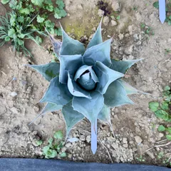 2026年最新】アガベ パラサナの人気アイテム - メルカリ