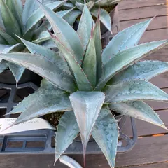 2026年最新】ショータイム アガベの人気アイテム - メルカリ