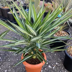 2026年最新】YUCCAの人気アイテム - メルカリ