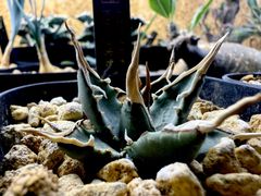 ブルーダイヤモンド BB【ピンク斑入り】【ボール型】 - メルカリ