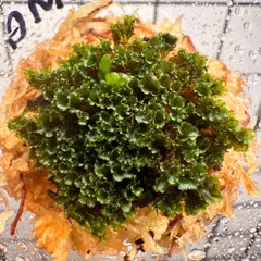 【新春お年玉セール】P.willinckii dwarf OMG 前葉体 XL［育成ガイド付］