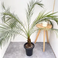 2026年最新】フェニックスロベレニーの人気アイテム - メルカリ