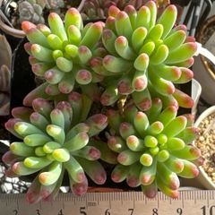 多肉植物 ピンクルルビー❣️抜き苗 - メルカリ