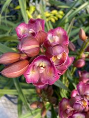 洋ラン シンビジューム アップルボール 2本アーチタイプ15cm陶器鉢