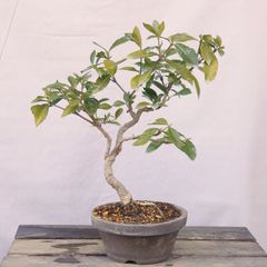 常盤柿 トキワガキ 盆栽 雄木 オス木 - メルカリ