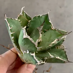 2026年最新】アガベ チタノタ 種の人気アイテム - メルカリ