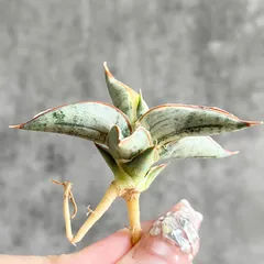 2026年最新】サンスベリアの人気アイテム - メルカリ