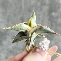 ☆S-5 超稀少 サンスベリア スノーホワイト 斑入り メルカリ発送 ☆S-5 超稀少 サンスベリア スノーホワイト 斑入り メルカリ発送