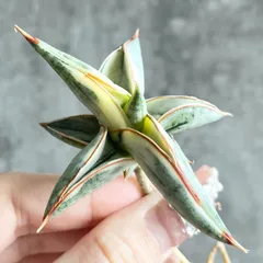 2026年最新】サンスベリアの人気アイテム - メルカリ