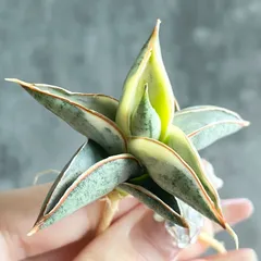 2026年最新】サンスベリア斑入りの人気アイテム - メルカリ