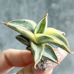 2026年最新】サンスベリア斑入りの人気アイテム - メルカリ