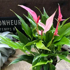 2026年最新】レアアンスリウムの人気アイテム - メルカリ