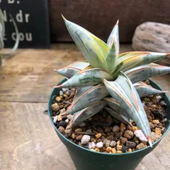 2026年最新】サンセベリア 希少の人気アイテム - メルカリ