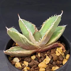 2026年最新】アガベチタノタ錦の人気アイテム - メルカリ