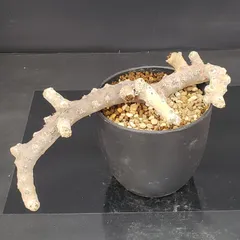 【新春セール！1/7まで 最終値下げ】モンソニア ムルチフィダ ムルチフィズム 2026年最新】モンソニア ムルチフィダの人気アイテム - メルカリ