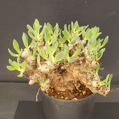 2026年最新】万物想の人気アイテム - メルカリ