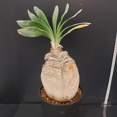 セ*道様 K14「球根植物」ブーファン ハエマンソイデス 産地株 20株 セ*道様 K14「球根植物」ブーファン ハエマンソイデス 産地株 20株