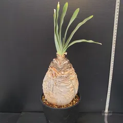 H036 激デカッ厳選美形株！！ブーファンハエマンソイデス 現地球 養生株 H036 激デカッ厳選美形株！！ブーファンハエマンソイデス 現地球 養生