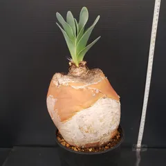 2026年最新】ブーファン ハエマンソイデスの人気アイテム - メルカリ