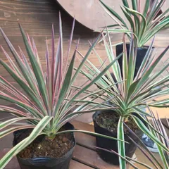 2026年最新】ユッカアロイフォリアの人気アイテム - メルカリ