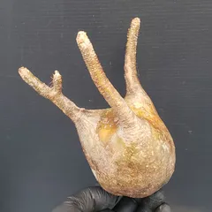 2026年最新】グラキリス ベアルートの人気アイテム - メルカリ