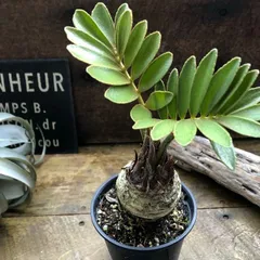 2026年最新】塊根 植物の人気アイテム - メルカリ