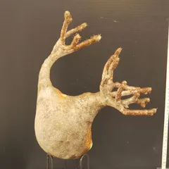 2026年最新】グラキリス 現地球の人気アイテム - メルカリ