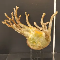 2026年最新】グラキリス 現地球の人気アイテム - メルカリ