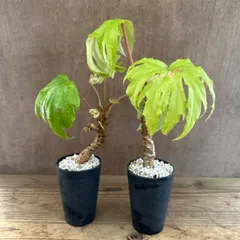 ★【サンプル】ベゴニア クラシカウリス 　黒ポット　Begonia crassicaulis シュウカイドウ科 ベゴニア属　さくらベゴニア サクラベゴニア 観葉植物 観葉 植物 レア 希少 インテリア プレゼント かわいい おしゃれ グリーン
