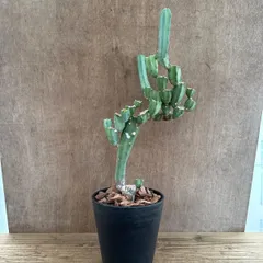 柱サボテン　竜神木　ブランチ仕立て①  現品　Myrtillocactus geometrizans  サボテン科　セレウス属　観葉植物 観葉 植物  多肉植物 多肉 カクタス サボテン インテリア プレゼント ミニ 小さい おうち時間