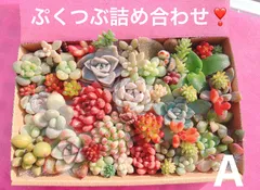 クーポンあり❣️A ぷくぷくつぶつぶ詰め合わせ❣️美人　つぶ多め　多肉弁当　多肉寄せ植え　ピンク多肉　赤多肉　カット苗詰め合わせ　エケベリア　セダム　パキフィツム　チーズ　韓国苗入り　レア入り