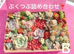 クーポンあり❣️Ｂ ぷくぷくつぶつぶ詰め合わせ❣️つぶ多め　美人　多肉弁当　多肉寄せ植え　ピンク多肉　赤多肉　カット苗詰め合わせ　エケベリア　セダム　パキフィツム　チーズ　韓国苗入り　レア入り