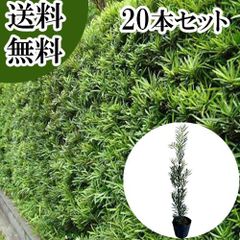 ギンヨウアカシア 銀葉アカシア苗 特大 220cm❗整った樹形 綺麗な葉色