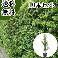 【ell 様】ACTUS アクタス　クリスマスツリー 90cm ell 様】ACTUS アクタス クリスマスツリー 90cm - メルカリ