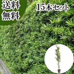 パールアカシア 苗 150cm❗大型 9号 際立つシルバーリーフ❗ 優良美株