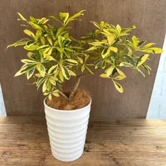 シェフレラ A. ハッピーイエロー 陶器鉢 Schefflera arboricola “Happy Yellow” 現品 観葉植物 観葉 植物 珍奇植物 珍奇 珍しい 珍奇 レア 希少 インテリア プレゼント おしゃれ 斑入り バレンタイン ホワイトデー