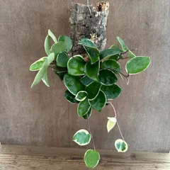 ホヤ カルノーサ リップカラー コルク付け 現品 サクララン 桜蘭 Hoya carnosa lip color サクララン 桜蘭 観葉植物 観葉 植物 珍奇植物 つる性 ハンギングにおすすめ プレゼント 贈り物 人生の出発 人生の門出 ハンギング リップ