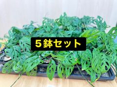 アデニウム・アラビカム タコ足 大株 発根済み ⑧ 【鉢のまま発送