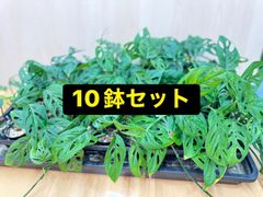 アデニウム・アラビカム タコ足 大株 発根済み ⑧ 【鉢のまま発送