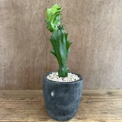 ★リメイク鉢★ ユーフォルビア ラクテア 綴化 Euphorbia lactea   観葉植物 観葉 植物 珍奇植物 珍奇 珍しい レア 希少 多肉植物 多肉 カクタス おうち時間 グリーン アートプランツ