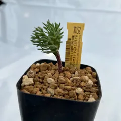 2026年最新】エリオスペルマ ケルビコルネの人気アイテム - メルカリ