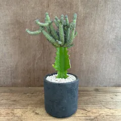 ★リメイク鉢★ ユーフォルビア バイオエンシス トウダイグサ科 ユーフォルビア属 現品 観葉植物 観葉 植物 珍奇植物 珍奇 珍しい レア 希少 多肉植物 多肉 インテリア プレゼント おうち時間 グリーン おすすめ